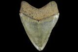 Serrated, Fossil Megalodon Tooth - Georgia #142356-1